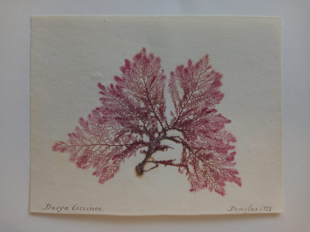 Slide of seaweed laid out like the red filaments of blood vessels in a lung.